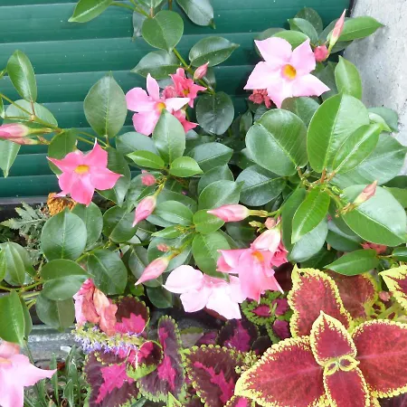 La Casa Delle Ortensie ベッド・アンド・ブレックファスト *